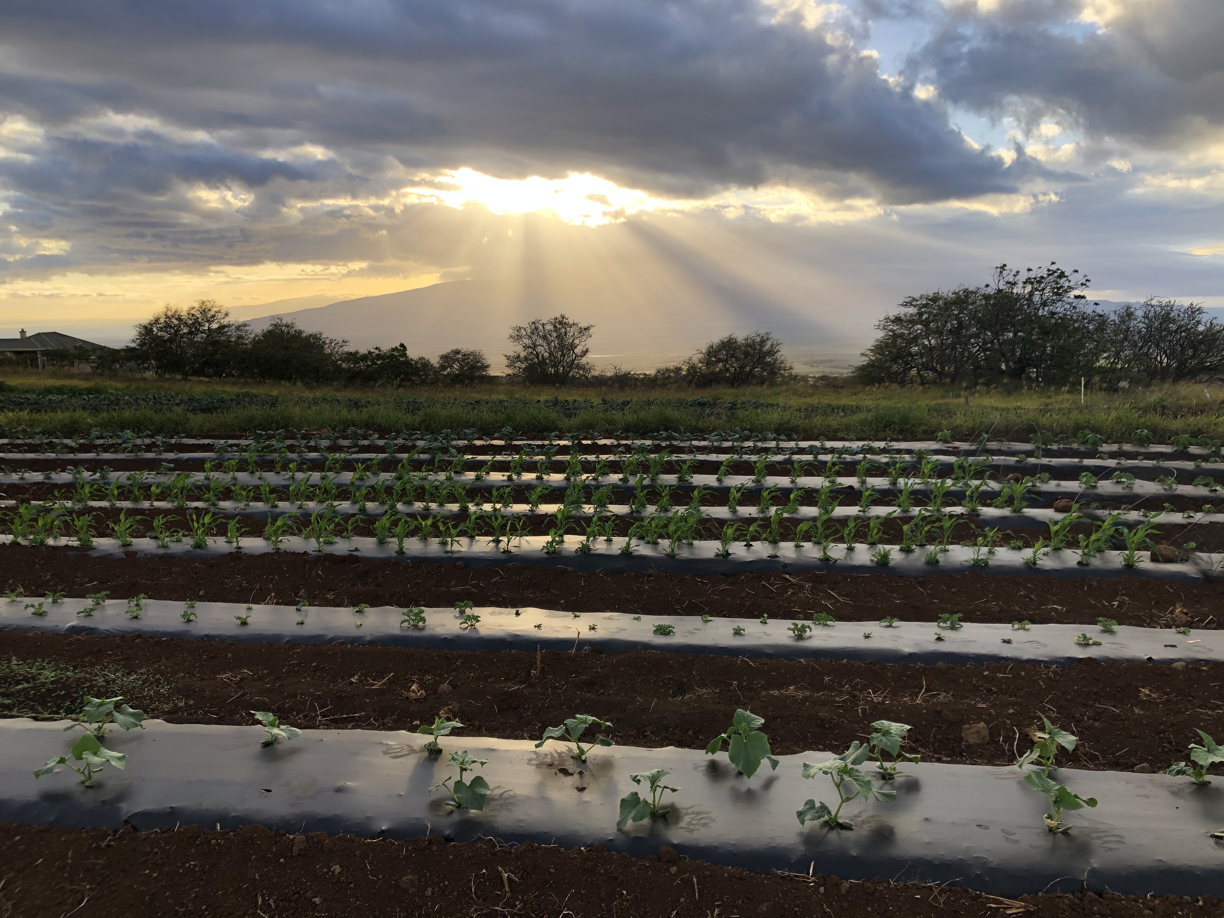 Farm View
