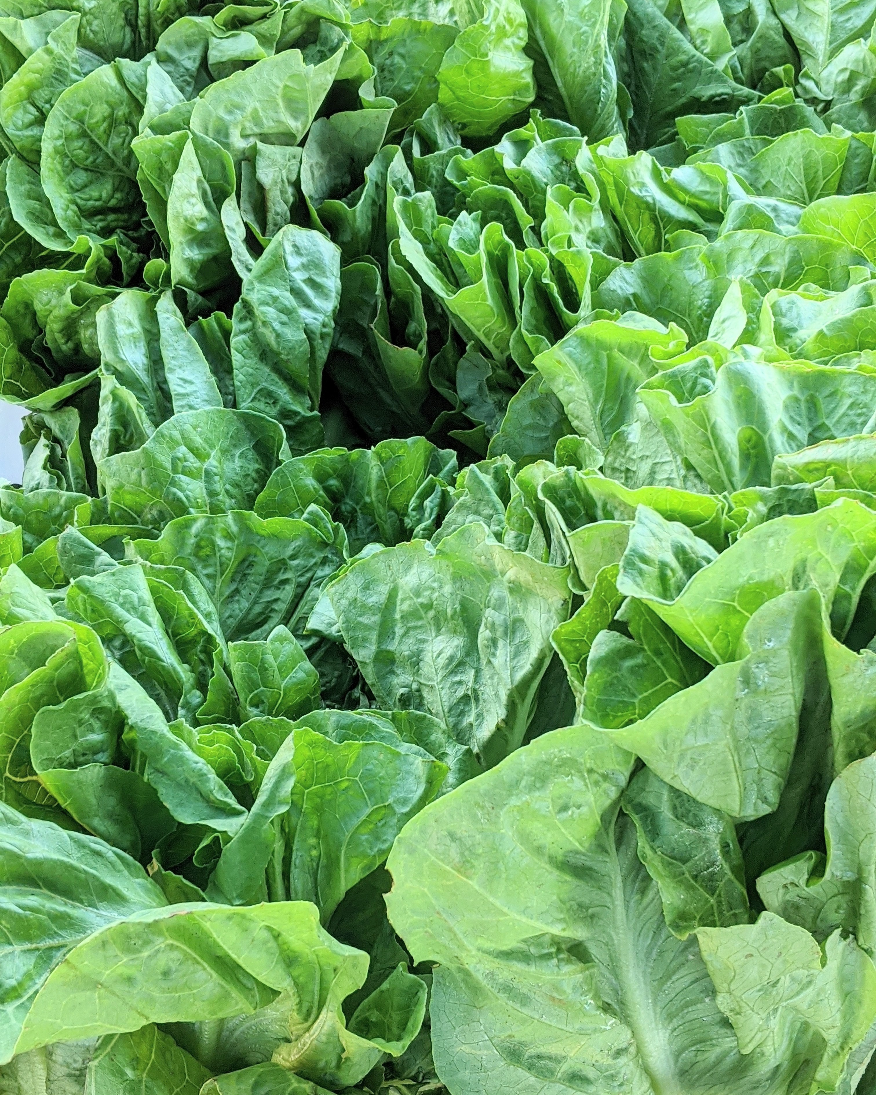Romain<br>Lettuce