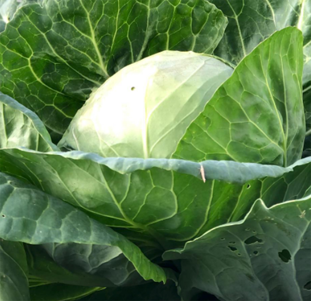 Cabbage